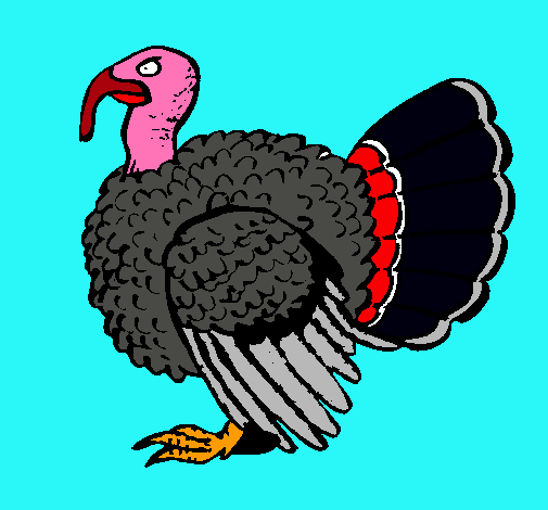 Pavo 