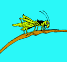 Dibujo Saltamontes en una rama pintado por ALDAIR