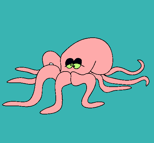 Pulpo