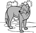 Dibujo Lobo pintado por lobo
