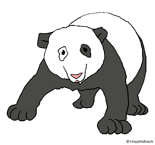 Oso panda