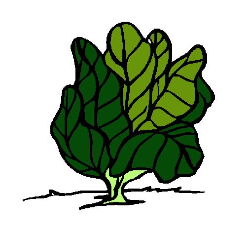 lechuga