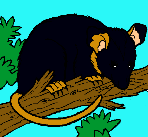 Ardilla possum