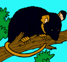Dibujo Ardilla possum pintado por agustina