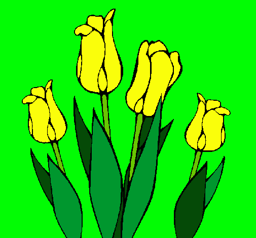 Tulipanes