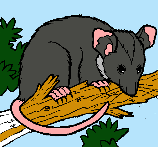 Ardilla possum