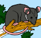 Dibujo Ardilla possum pintado por juancarlos