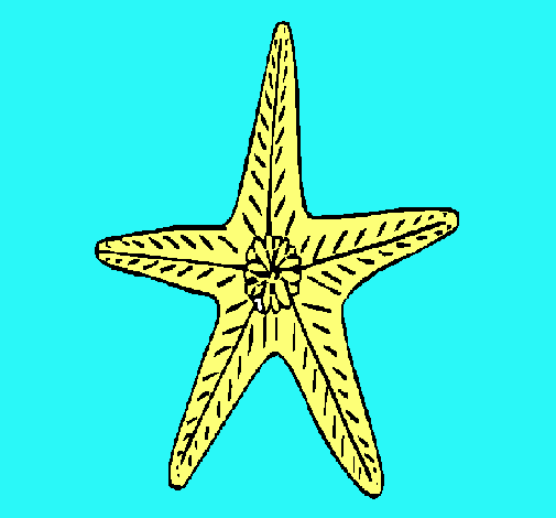 Estrella de mar