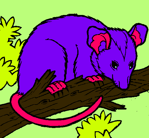 Ardilla possum