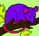 Dibujo Ardilla possum pintado por NATALIA