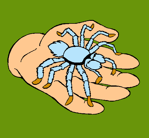 Tarántula