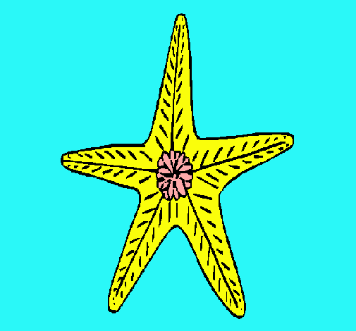 Estrella de mar