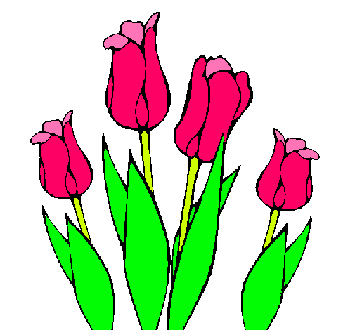 Tulipanes