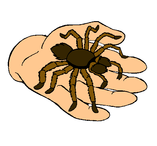 Tarántula