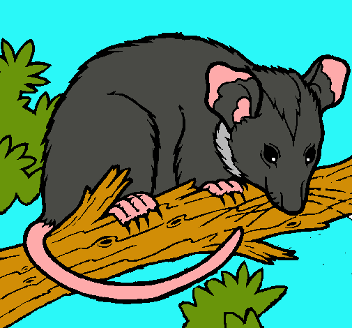 Ardilla possum