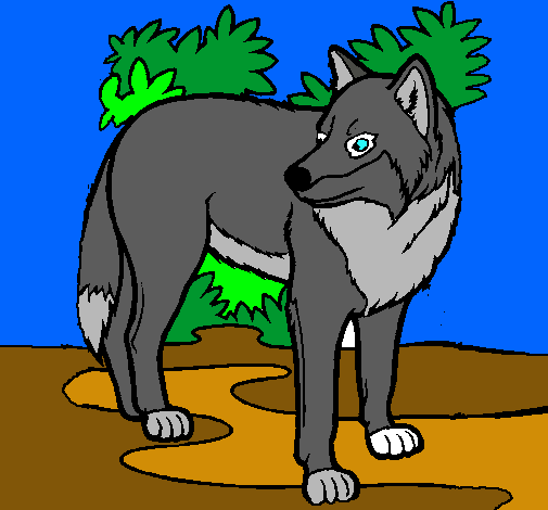 Lobo