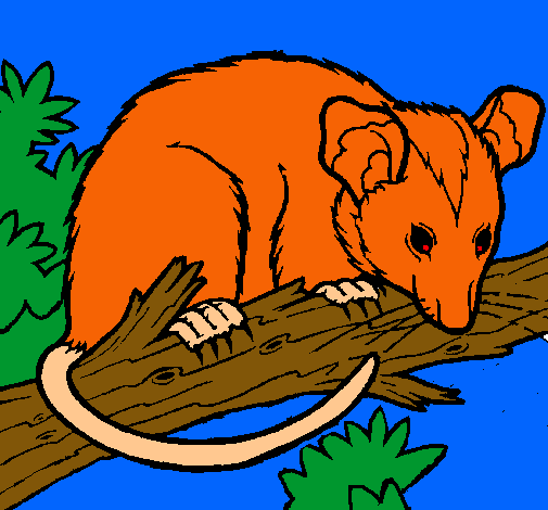 Ardilla possum