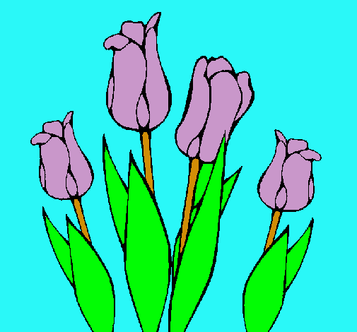 Tulipanes