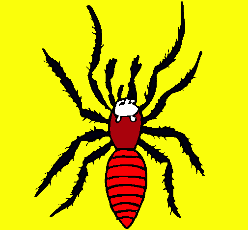 Araña tigre