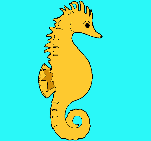 Caballito de mar