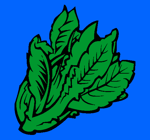 Lechuga II