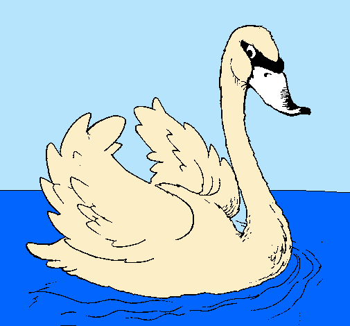 Cisne en el agua