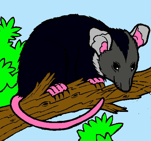 Ardilla possum