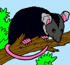 Dibujo Ardilla possum pintado por fernando