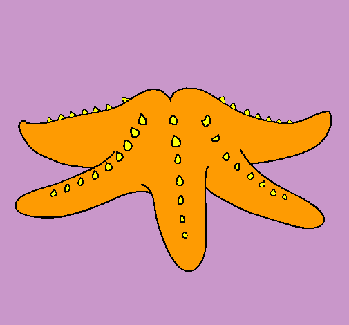 Estrella de mar