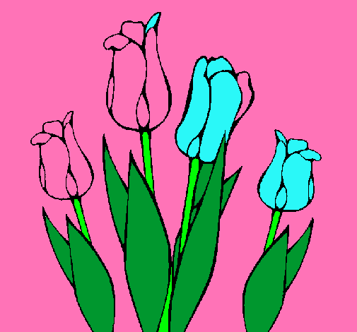 Tulipanes