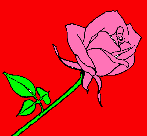 Dibujo Rosa pintado por junior