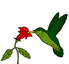 Dibujo Colibrí y una flor pintado por elizabeth
