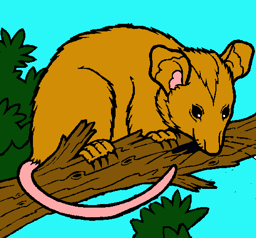 Ardilla possum