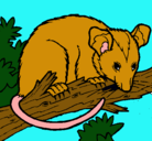 Dibujo Ardilla possum pintado por benjamin B .G. 