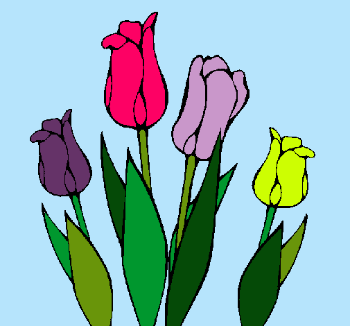 Tulipanes