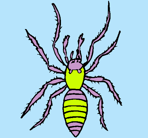 Araña tigre