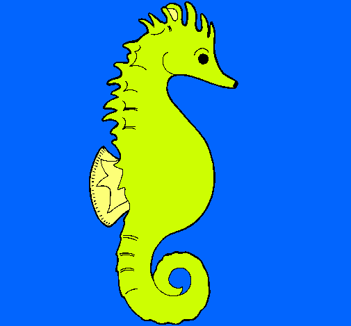 Caballito de mar