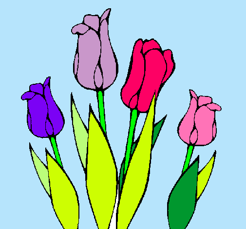 Tulipanes