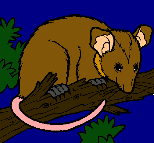 Ardilla possum