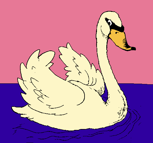 Cisne en el agua