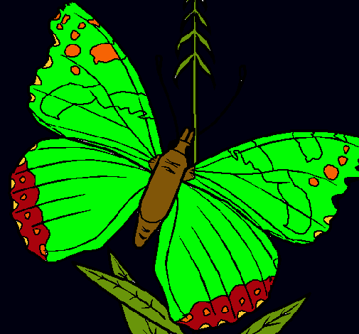 Mariposa