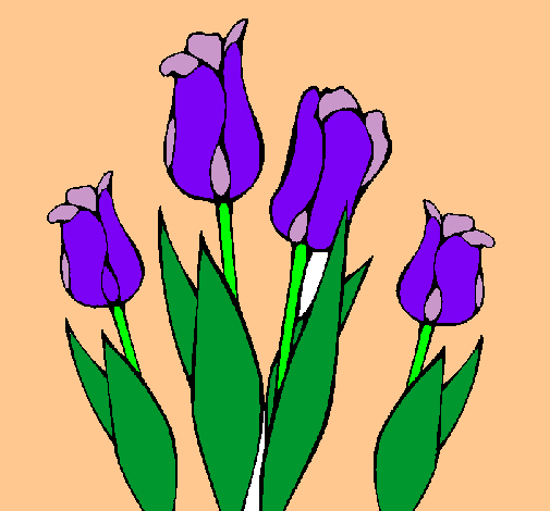 Tulipanes