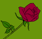 Dibujo Rosa pintado por michelle 