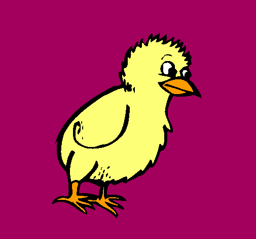 Pollito