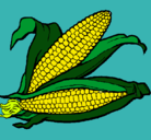 Dibujo Mazorca de maíz pintado por jordi 