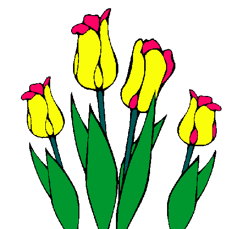 Tulipanes