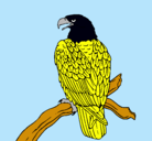 Dibujo Águila en una rama pintado por fabri