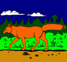 Dibujo Coyote pintado por lola