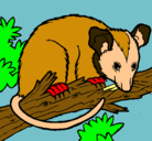 Dibujo Ardilla possum pintado por monchu18