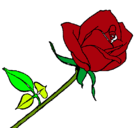 Dibujo Rosa pintado por campanilla
